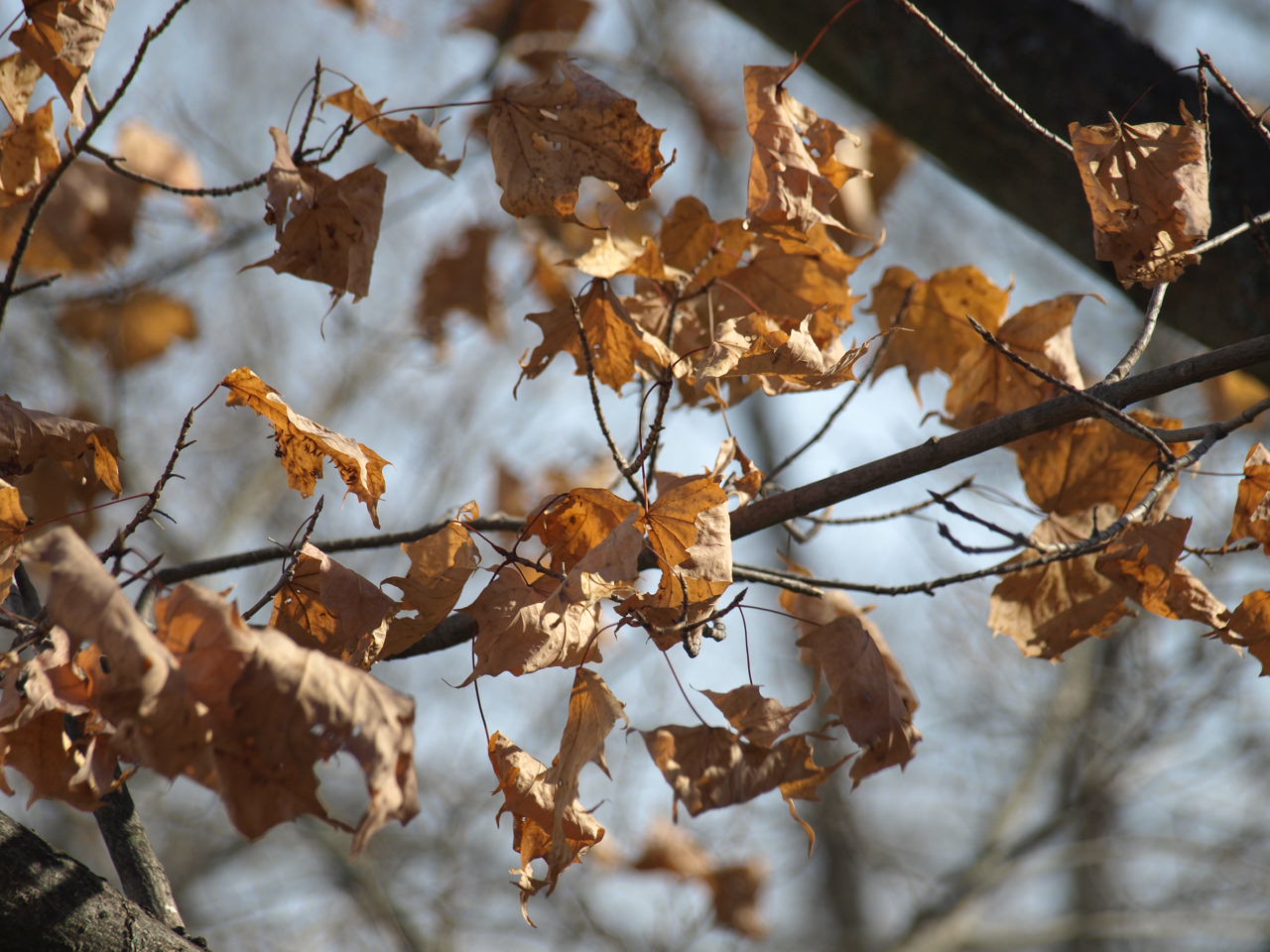 Last Signs Of Fall