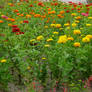 Field of Rainbow Flowers