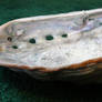 Abalone sea shell stock 2