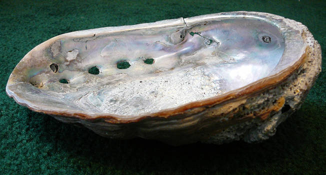Abalone sea shell stock 2