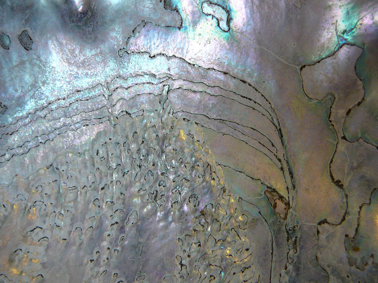 Abalone Shell Metallic Texture