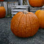 Pumpkin Reference Stock
