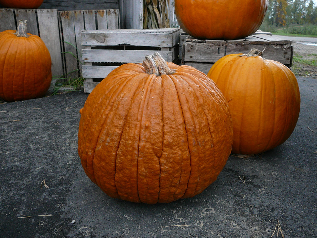 Pumpkin Reference Stock