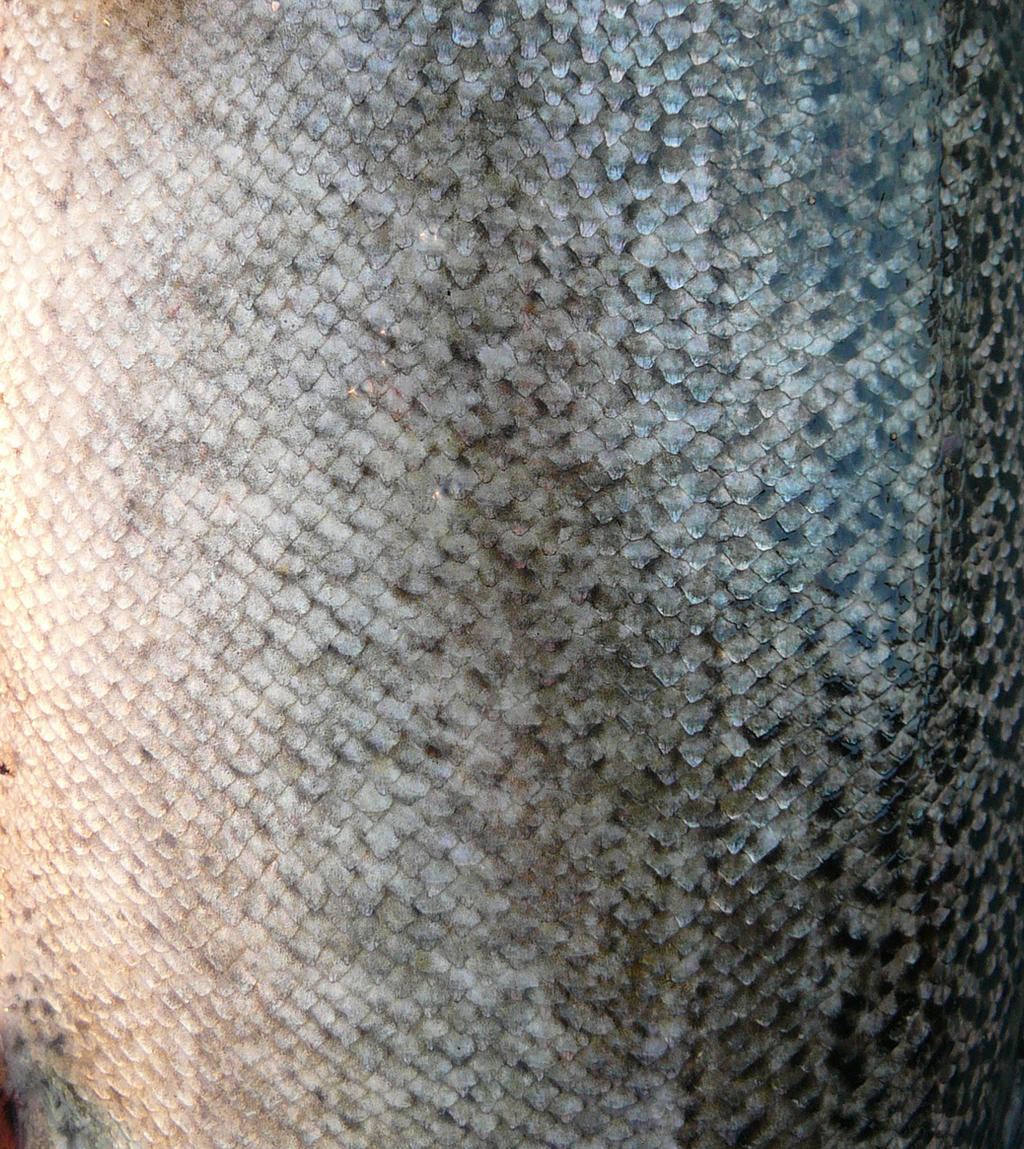 Fish Scales for Mermaid Stock