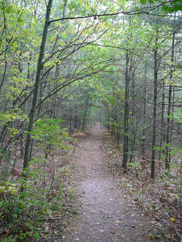 Forest Path Background Stock