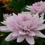 Pink Mum Flower Floral Stock