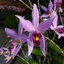 Purple Orchid Flowers Stock