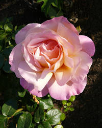 Pink Rose Flower Stock Photo