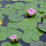 Lilly pad pond flower stock