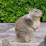 Squirrel Animal Stock Photo