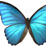 Blue Morpho Butterfly Wings