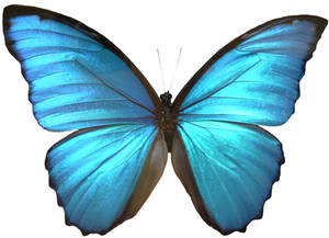 Blue Morpho Butterfly Wings by Enchantedgal-Stock