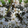 Spring Tree Blossom Reference