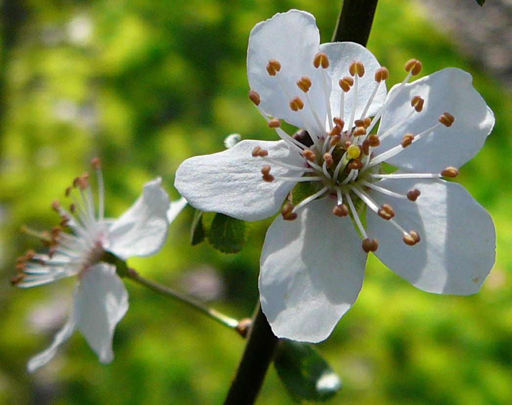 Spring Flower Close Up Stock