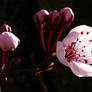 Cherry Tree Flower Blossom