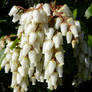 White Flowers on a Spring Bush