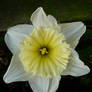 Daffodil Flower in the Shade