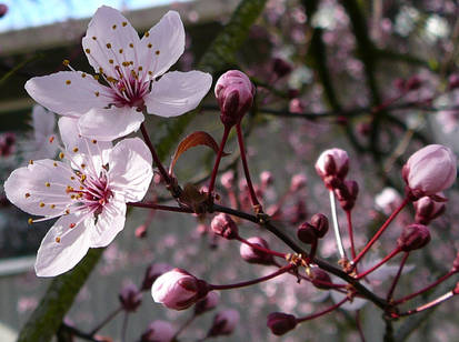 Cherry Tree Flower Blossom 2