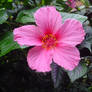 Hibiscus Pink Flower Stock
