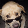 Labrador Dog in Sunglasses