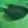 A Fish
