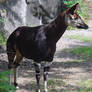 Okapi Zeebra Deer Animal Stock