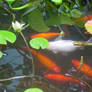 Koi Fish Lily Pad Pond Stock