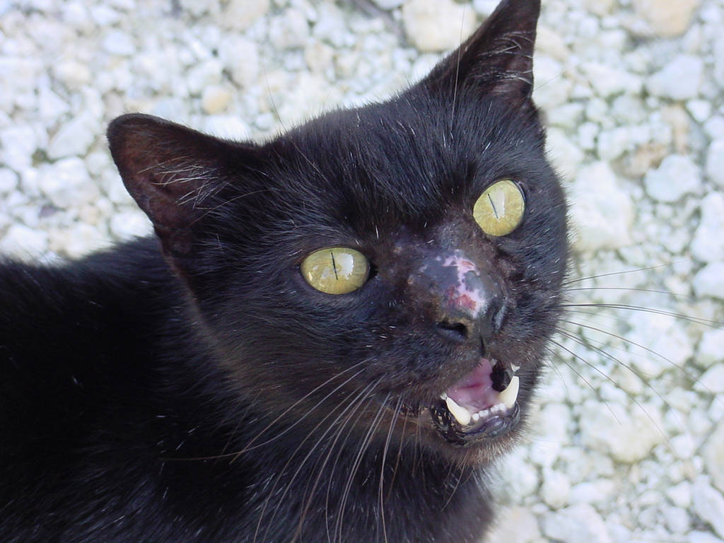 Scary Feral Black Bombay Cat by Enchantedgal-Stock