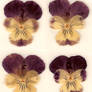 Dried Pressed Pansy Flower
