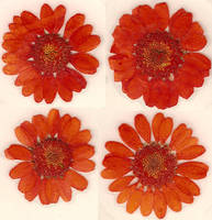 Orange Daisy Flower Blossoms