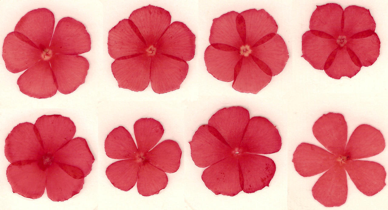 Pressed red flower blossoms by Enchantedgal-Stock