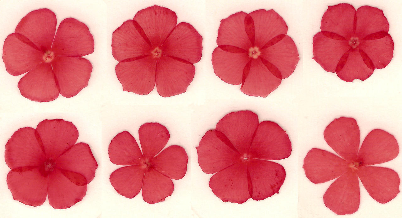 Pressed red flower blossoms