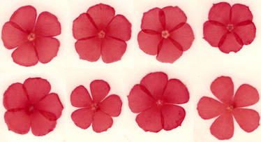Pressed red flower blossoms