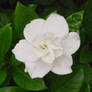 Beautiful White Flower stock