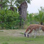 Llamas - Synchronized Grazing