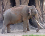 Elephant Animal Stock Photo