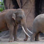 Male and Female Elephants Zoo