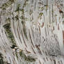 Birch Tree Wood Bark Texture