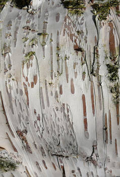 Birch Tree Wood Bark Texture