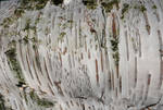 Birch Tree Wood Bark Texture by Enchantedgal-Stock