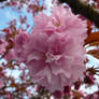 Pink Flower Tree Blossom Stock