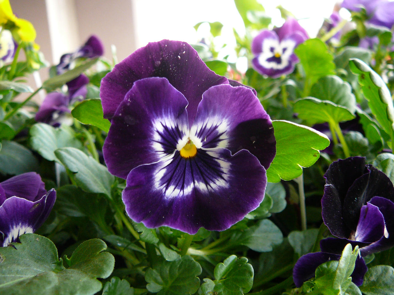 Pansy Flowers Stock
