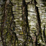 Wood Tree Bark Texture Stock