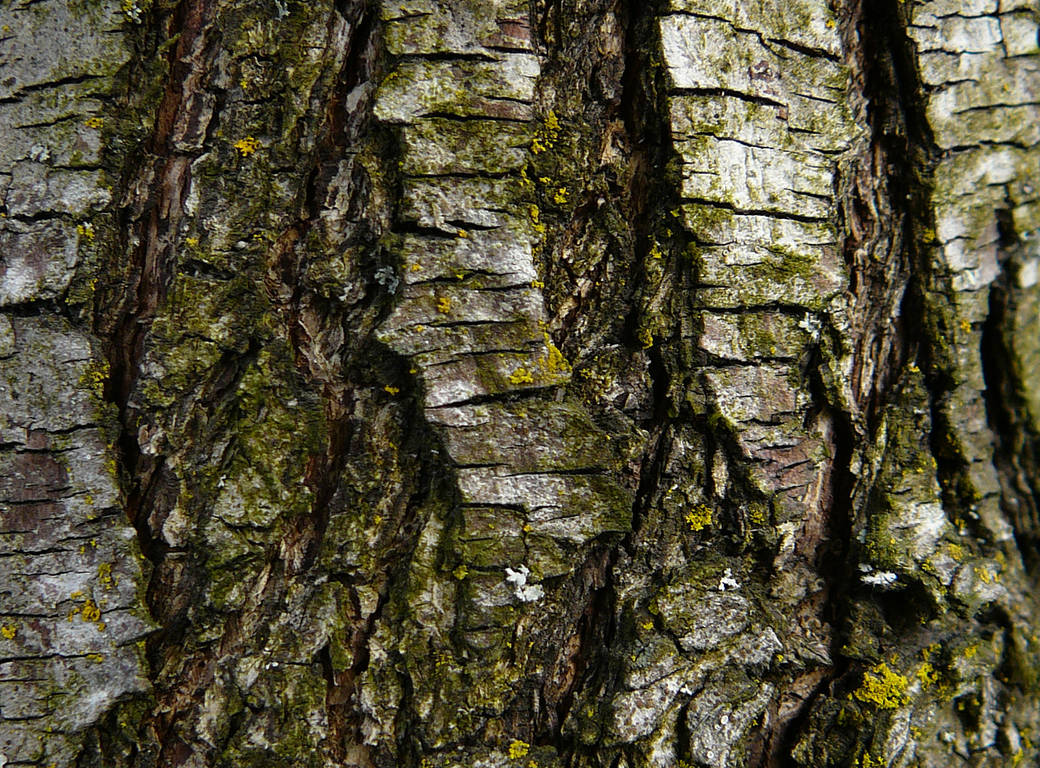 Wood Tree Bark Texture Stock by Enchantedgal-Stock
