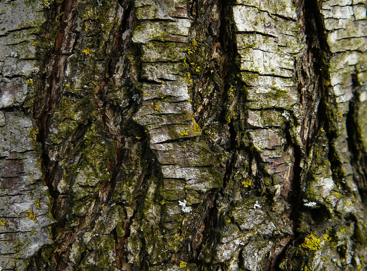 Wood Tree Bark Texture Stock by Enchantedgal-Stock