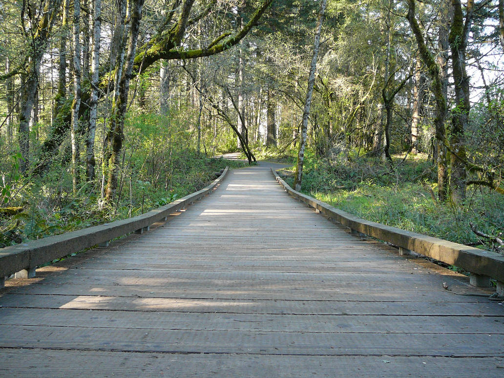 Wooden Path Forest Background by Enchantedgal-Stock