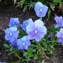 Blue Pansy Flower Garden