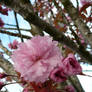 Pink Tree Flower Blossom Poof