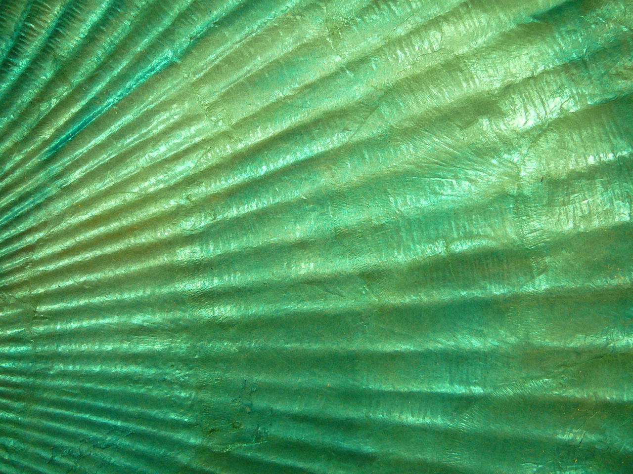 SeaShell Mermaid Texture Stock