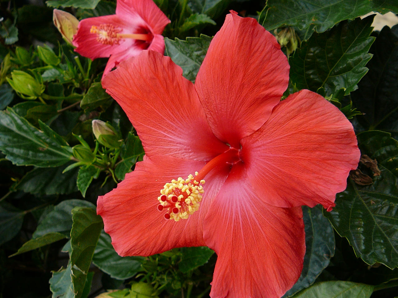 Red Hibiscus Flower Stock